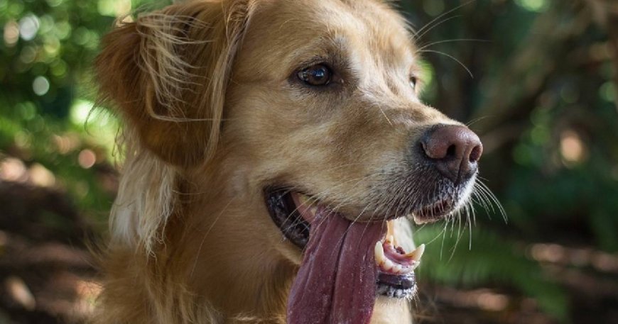 ¿Para qué sirve la creolina en los perros?  | La FM