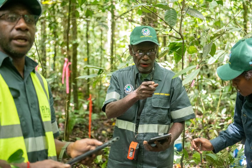 Cómo la innovación forestal protege al planeta